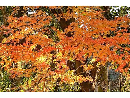 リラクゼーション整体 りめいくの写真