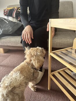 802はちまるに/看板犬が接客