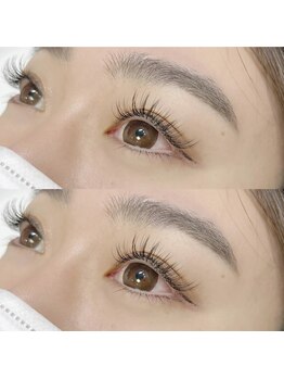 ネリネ(Nerine)/フラットラッシュ100本