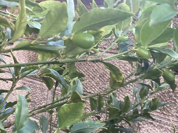 たにあん/キンカンの実