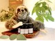 スロース(Sloth)の写真