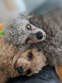 アウラ(aUla) 保護犬2匹と暮らしています◎