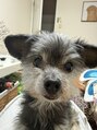 全力ストレッチ 表参道店&nbsp;わんちゃん大好き!愛犬うみちゃん！何と何のミックスでしょう？