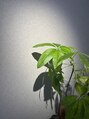 トゥジュール バイ ハーベスト(toujours by HARVEST)/toujours by HARVEST