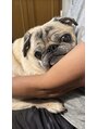 チェルシーストレッチ整体院 愛犬ぽんたは13歳!私の宝物です。