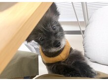 看板犬【ベンジー】と一緒にお出迎えします☆