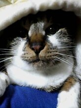 アルファ整体院&nbsp;秋葉 透