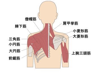 リラクゼーションハウス ハピネス/辛い肩凝りの主な原因！