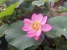 【100％ ヘナ+インディゴ】月の満ち欠けヘッドスパ+ボディー270分～