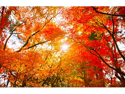 ナチュレ(Nature)の写真