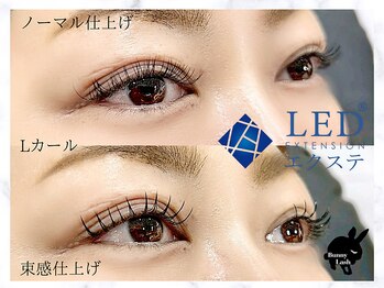 バニーラッシュ(Bunny Lash)/【フラットラッシュ120本LED】