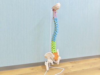 はろ整骨院/頸椎・胸椎・腰椎・仙椎　色分け