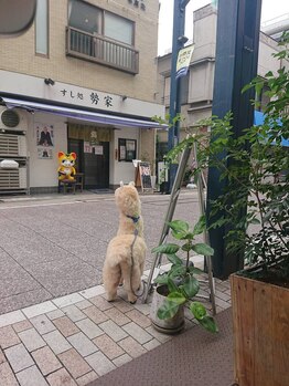 フットマン 戸越銀座店/晴れた日の目印はアルパカだよ！