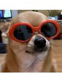 プリンセス(Princess)&nbsp;愛犬のイギーです♪2歳半のスムースチワワです！