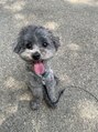 モンクラッシー(Mon classy) 愛犬のトイプードル♪