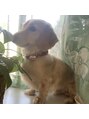 サニーサイド ウィズ マキア 茅ヶ崎店(Sunnyside with MAQUIA)&nbsp;愛犬のココちゃん☆彡