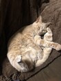 つくし整体院&nbsp;幼い頃から動物大好きで、獣医が夢だった。今は可愛い猫にご執心