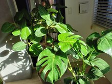 ウロコ 稲荷町(uroko)/院内の観葉植物