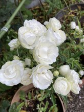 ボディアンドスキンケア ローズ(ROSE)&nbsp;吉野 