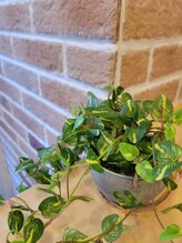 アンドピースセラピー(& P's Therapy)/カウンターの観葉植物