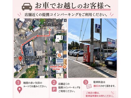 ティーツリー(tea tree)の写真