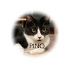 ピノ(PINO)のお店ロゴ