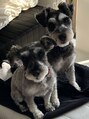 5つ星 愛犬のミニチュアシュナウザー!ムース君とソルト君です☆