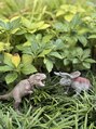 ラヴァンス(L'avance)&nbsp;恐竜好きです！ティラノサウルスは大好きです！！