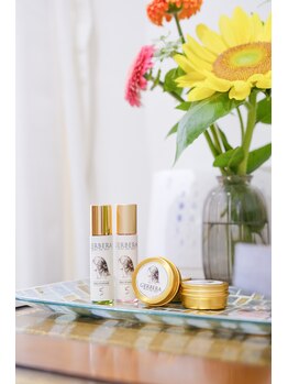 ガーベラ(Gerbera)/