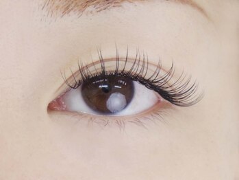 エレガ(ELEGAR)/上140本　