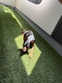 アザレア(Azalea)&nbsp;実家でワンチャン飼ってます！