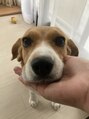 リンベル 岡崎店(LINBELLE) 愛犬のクルトです♪