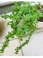 ブラン(BLANC)&nbsp;自宅で育てているセントジョーンズワート♪