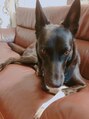 スウィートラッシュ(Sweet Lash) 愛犬