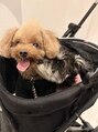 ウィロー 武蔵小杉(Willow) 愛犬たち(^^) 我が子自慢ぜひ聞かせてください♪