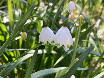 たにあん/庭に鈴蘭の花