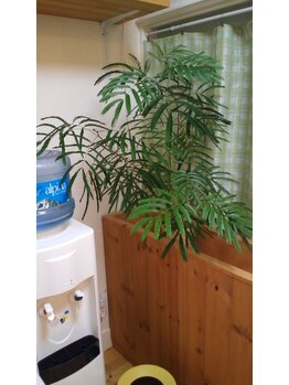 からだすまいる本舗/合歓の木