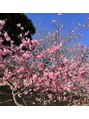 アネモネネイル(anemone nail)&nbsp;先日河津桜を見て来ました♪