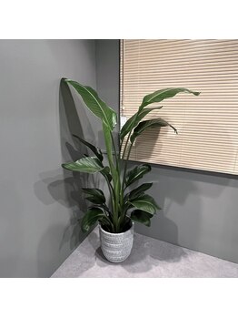 キクキク(KIKUKIKU)/観葉植物