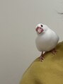 アンドネイル(&nail)&nbsp;ペットの白文鳥ももちゃん♂