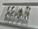 トレンド定額