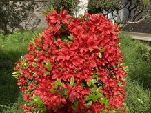 たにあん/ツツジも満開