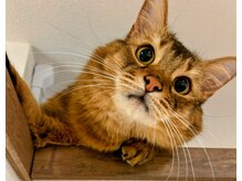 眠れるほぐし処うたたね 神楽坂本店/お店内観