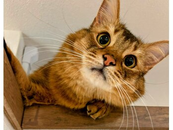 眠れるほぐし処うたたね 神楽坂本店/お店内観