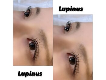 ルピナス(Lupinus)/パリジェンヌラッシュリフト