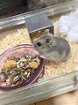 ペキュリア 岡山店(PEQLIA) 私の癒し、愛ハムちゃん♪全然仲良くなれません。。。(-_-)