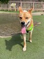リノア(Lino'aka) 愛犬まめ太です♪お客様の愛犬トークが大好物です(笑)