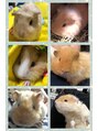 ベレピ 西新(Belepi) とにかく動物が好き♪我が家のモルモット達が癒し♪