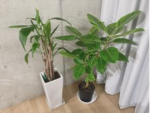 ヘッドステラ 恵比寿(Head Stellar)/