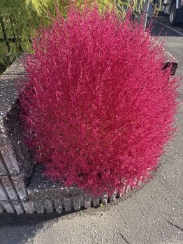 ソワンド ルバンシュ/お隣のコキア☆